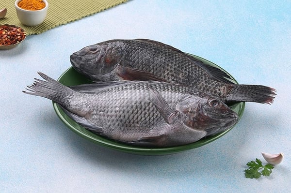 Tilapia